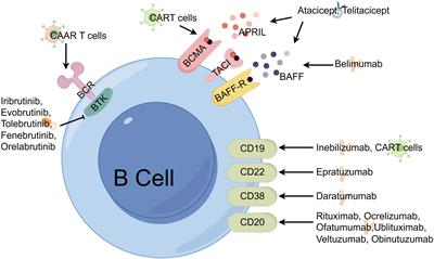 Frontiers | Editorial: Next Generation B Cell Targeting Therapies In ...